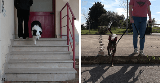 Research photos showing dogs stepping down stairs and from a low platform.